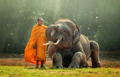 Quả báu của tâm từ